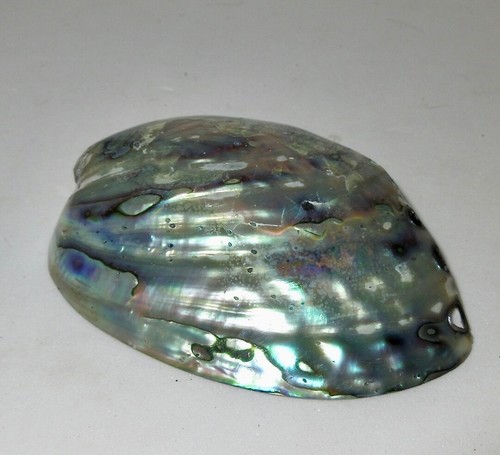 Abalone muschelhälfte - abalone,