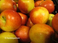 Apfelbaum 'Braeburn' -