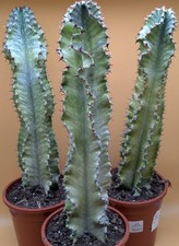 XL Euphorbia Eritrea Variegata