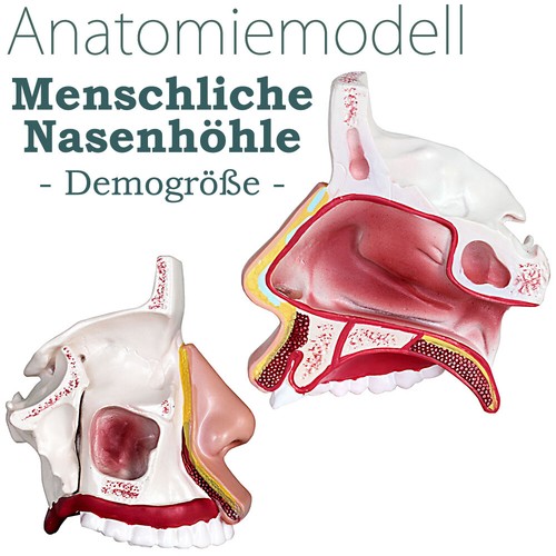 Lehrmodell nasenhöhle - lehrmodell,