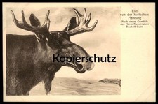 ALTE POSTKARTE ELCH VON DER KURISCHEN NEHRUNG NACH EINEM GEMÄLDE DES HERRN KUNST