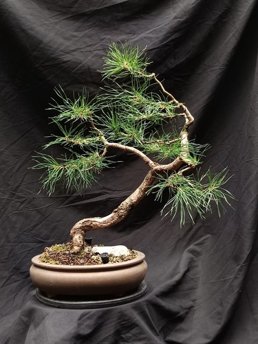 Pre bonsai pinus sylvestris - pinus,
