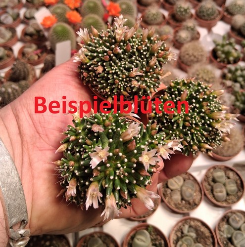 Stück mammillaria painteri - 2,