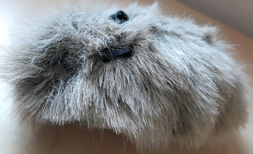Meerschweinchen mehrfarbig - meerschweinchen,,
