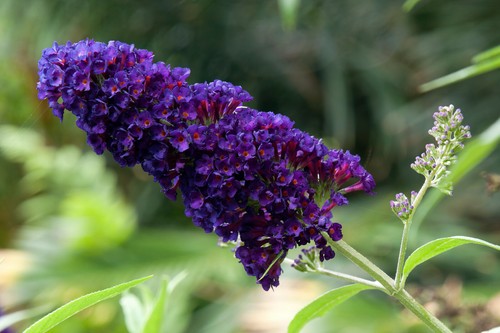 1st sommerflieder black - sommerflieder, “black