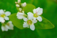 5000 Samen ECHTER BUCHWEIZEN Fagopyrum esculentum Glutenfrei !! Superfood !!