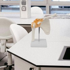 Schultergelenkmodell Anatomie