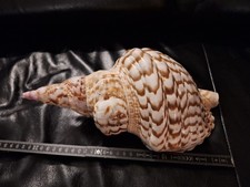 Tritonshorn Riesenmuschel