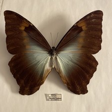 Entomologie*Morpho Cisseis