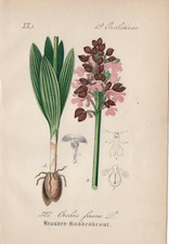 Braune ragwurz - braune, (orchis