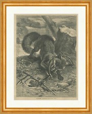 In der Falle Fuchs Reineke Vogel Eisen Baumstumpf F. Specht Holzstich E 25568