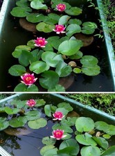 Rote Seerose : In einer kleinen Schale wird sie zum hübschen Bonsai ! Samen