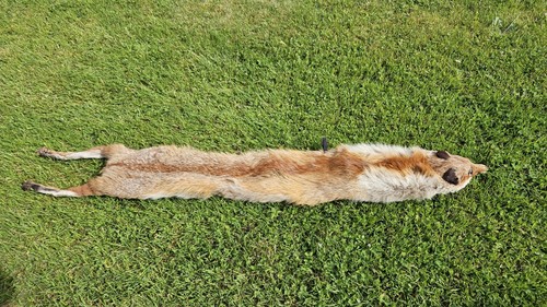 Fuchs stola schal - stola, fellschal