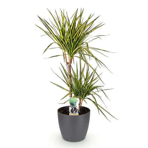 Dracaena sunray pflanze - sunray, mit