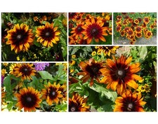 Sonnenhut RIESEN Blüten 10cm