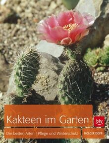 Kakteen meinem garten die - in,