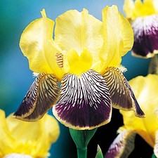 Iris Rhizom Staude Blüten