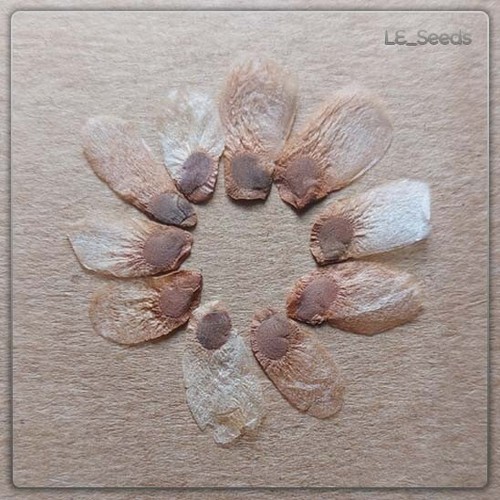 Samen dioscorea - samen,