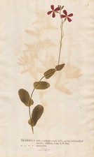 Kohl Brassica Botanik Botany