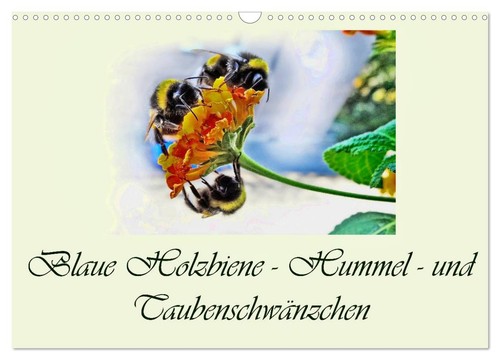 Blaue holzbiene hummel - –,