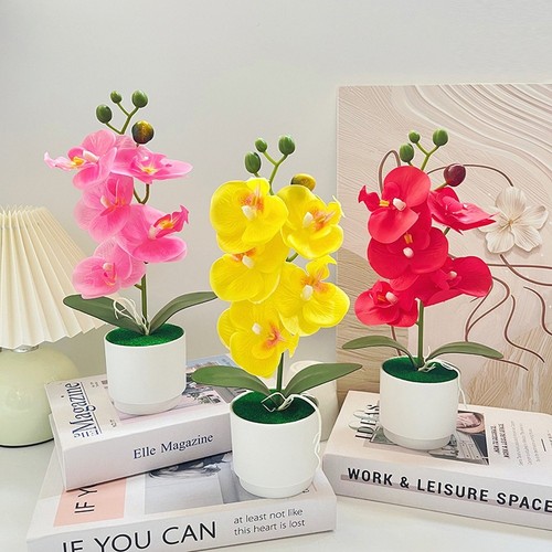Nordic style phalaenopsis - nordic,