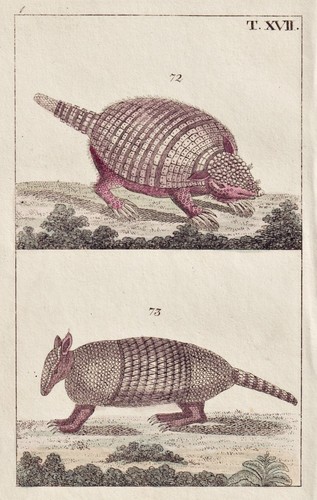 Pangolin schuppentier - pangolin,