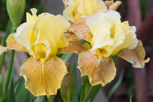 Schwertlilie iris golden - ib,,