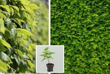 20st. Hainbuchen 20-30cm Heckenpflanzen Hainbuche Carpinus betulus Wurzelware !