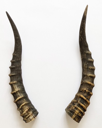 Blessbockhörner echte - 37, cm