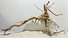 rote Moorwurzel Redwood