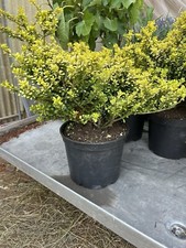 5 Ilex crenata 40-60cm ohne Topf gemessen Buchsbaum Ersatz Angebot %