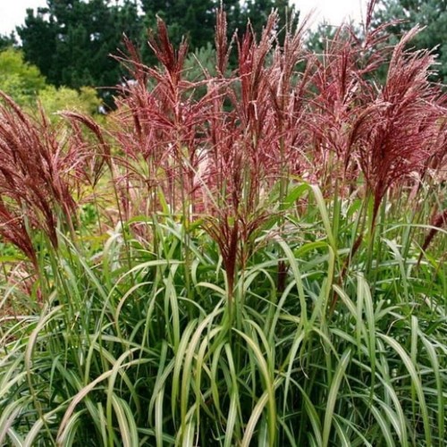 Chinaschilf roter pfeil - pfeil', –