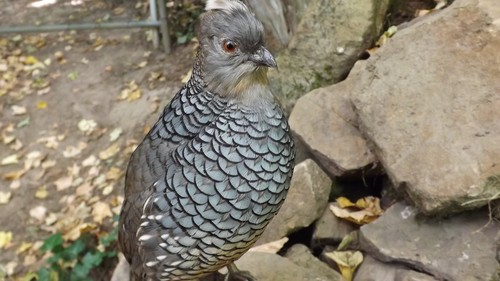 präparierte