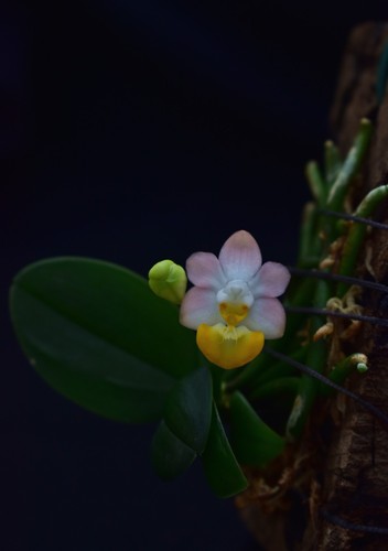Phalaenopsis lobbii pink