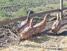 10 Bruteier der Orpington