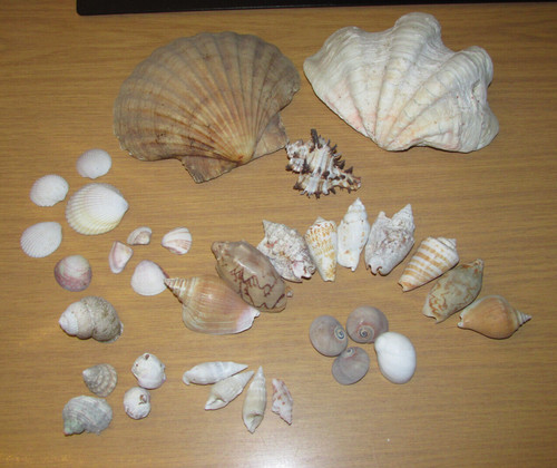 Muschelsammlung verschiedene - muschelsammlung,,