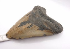 Monster ! 15,2 cm Kantenlänge