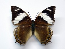 Charaxes monteiri rare female - charaxes,