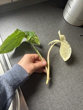 Syngonium podophyllum albo variegata Pflanze No Monstera, No philodendron