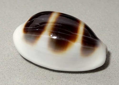 Meeresschnecke cypraea asellus - meeresschnecke,