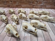 Echte Fuchs Schädel Rotfuchs Schädel Knochen Präparat Trophäe Larp Ohne Zähne