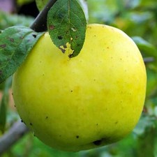 Apfelbaum Zuckerapfel -