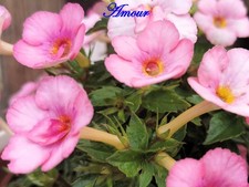 Achimenes/ Schiefteller frische Rhizome/9 Sorten