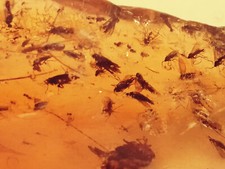 Kopal (Junger Bernstein) aus