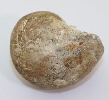 Nautilus, Eutrephoceras