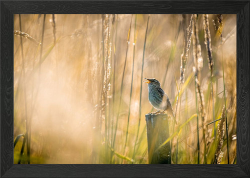 Singender vogel gras - im,