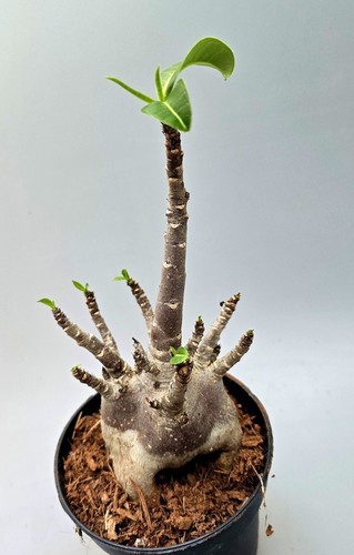 Adenium baobab wüstenrose mz3 - adenium,