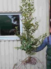 Rotbuchen 30st. 120-150cm Heckenpflanzen Wurzelware Fagus sylvatica Hecke