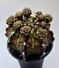 Großer Gymnocalycium T-Rex