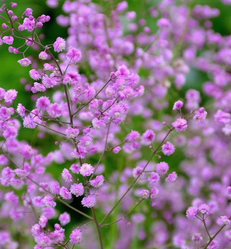 Chinesische wiesenraute hewitt - chinesische,